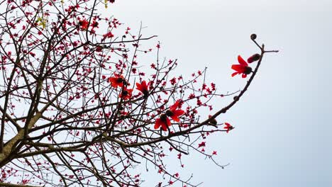 captivating shot of a shimul flower in bangladesh, india