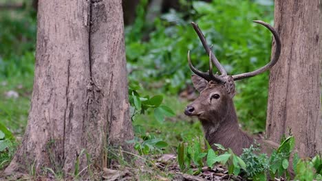 the eld's deer is an endangered species due to habitat loss and hunting