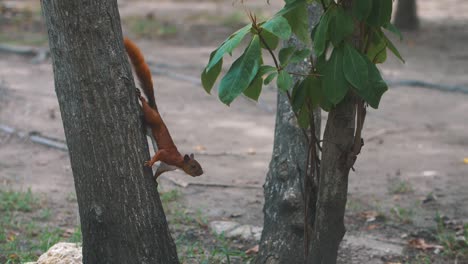 Linda-Ardilla-Marrón-Colgando-Y-Saltando-De-Un-árbol-En-El-Parque-En-Cámara-Lenta