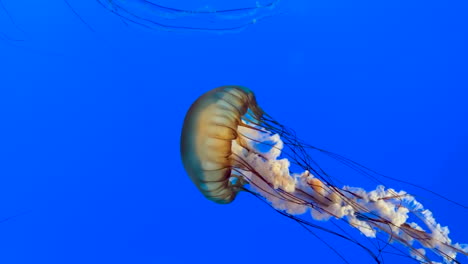 Beautiful-jellyfish-swimming,-spectacular-animal