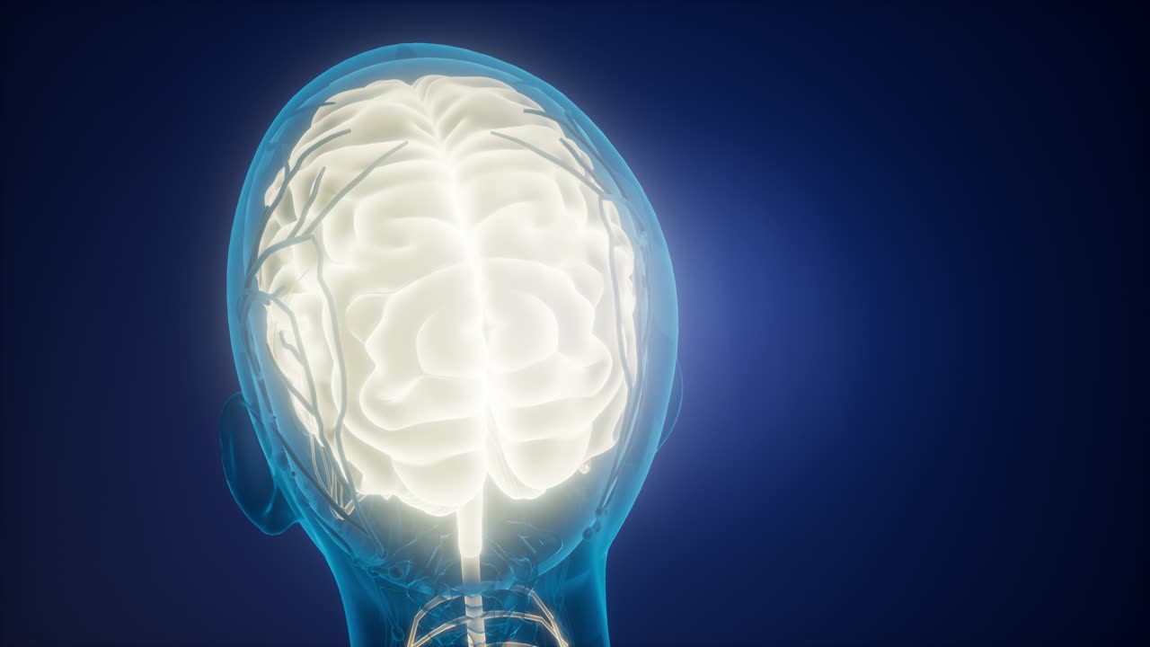 인간 뇌의 해부학