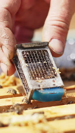 working bees collecting yellow pollen. bees family working on honeycomb in apiary