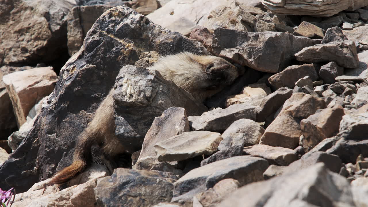 Marmot licks a rock on a rugged mountainside, gathering essential minerals in its alpine habitat