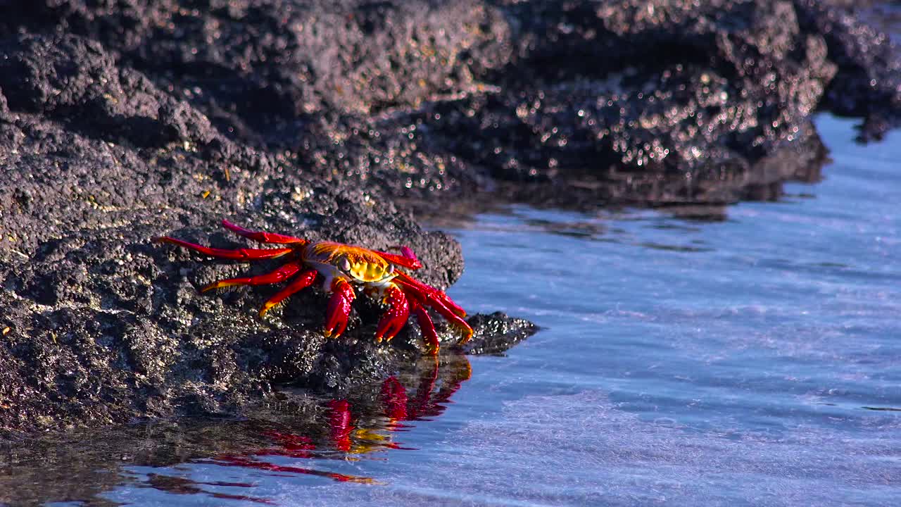 Cua Sally Lightfoot đỏ tươi di chuyển trên những tảng đá ở Quần đảo Galapagos, Ecuador