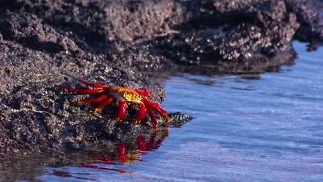 jasnoczerwony krab sally lightfoot poruszający się po skałach na wyspach galapagos w ekwadorze