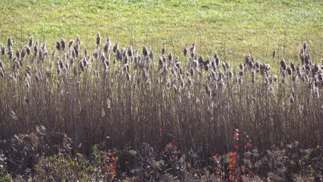 pampas grass  sways in the wind