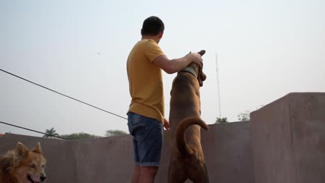 Joven-En-La-Azotea-Interactuando-Con-Un-Perro-Marrón-Y-Un-Husky-Dorado,-Mirando-La-Ciudad