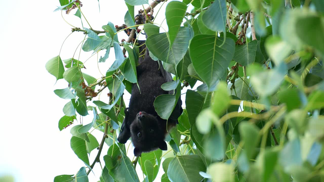 Primo piano di una volpe volante nera selvatica (Pteropus alecto) appesa a testa in giù a un ramo, che mastica ed estrae il succo dal frutto, un pipistrello della frutta nativo australiano