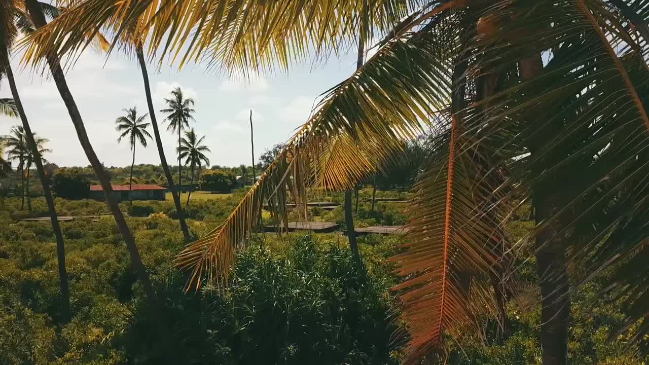 gran control deslizante de vuelo aéreo de drones vuela lateralmente de derecha a izquierda disparo de drone en un palmeral