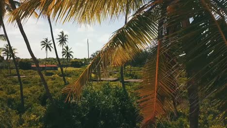 gran control deslizante de vuelo aéreo de drones vuela lateralmente de derecha a izquierda disparo de drone en un palmeral