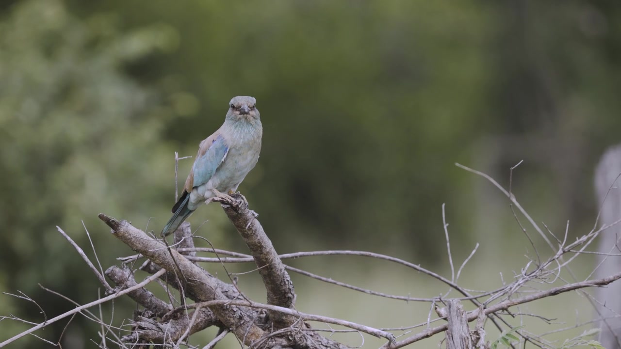 Un piccolo uccello blu e marrone è posato tranquillamente su un ramo secco, su uno sfondo boschivo verde tenue.