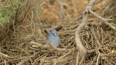 Pájaro-Pinzón-Azul-Deambulando,-Primer-Plano-Estático