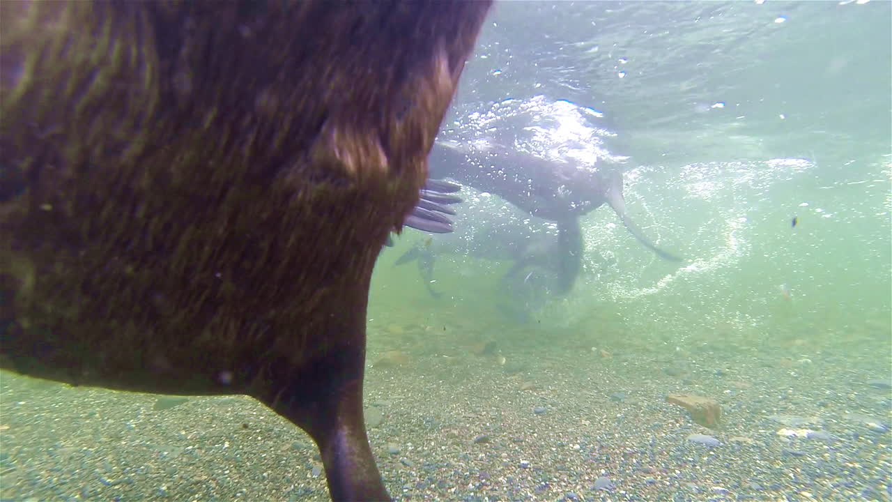 사우스 조지아 섬 남극 대륙에서 수중 및 위에서 노는 바다 사자의 수중 촬영