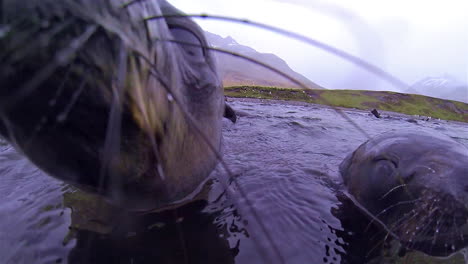 Underwater-shot-of-sea-lions-playing-underwater-and-above-on-South-Georgia-Island-Antarctica