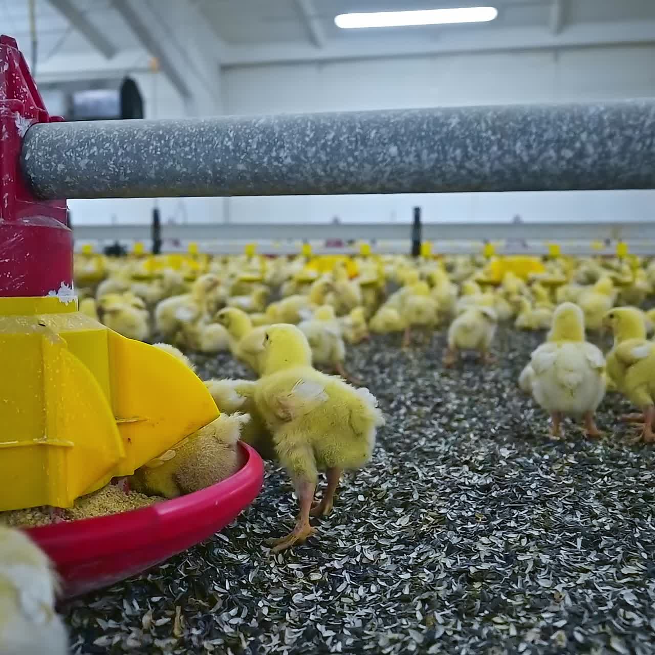 Frangos em uma granja avícola. Criação de pintinhos amarelos. Muitos frangos no galpão. Indústria avícola moderna.