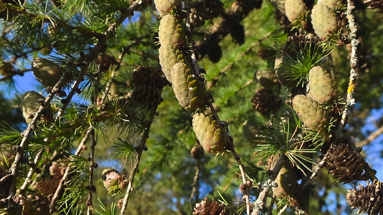 Close up bottom up view of female and male larch tree or larix tree cones hanging on a needles covered tree branch during a sunny day with bokeh blue sky and other branches visible in the background.