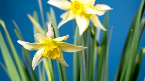 spring flower - blooming narcissus