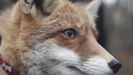 red fox head extreme closeup view, domesticated animal, rush in background