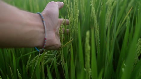 pov running hand through wheat field