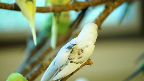 Budgerigar--or-Common-Parakeet,-Shell-Parakeet-or-Budgie