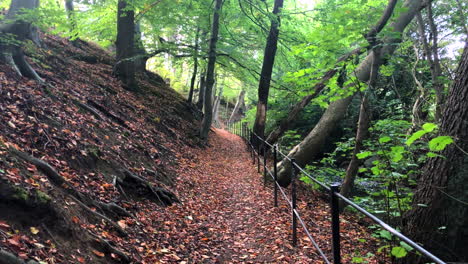 Camino-De-Otoño-En-El-Parque-Forestal