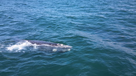 Brindled-Southern-Right-Whale-calf-drifting-alone,-drone-view