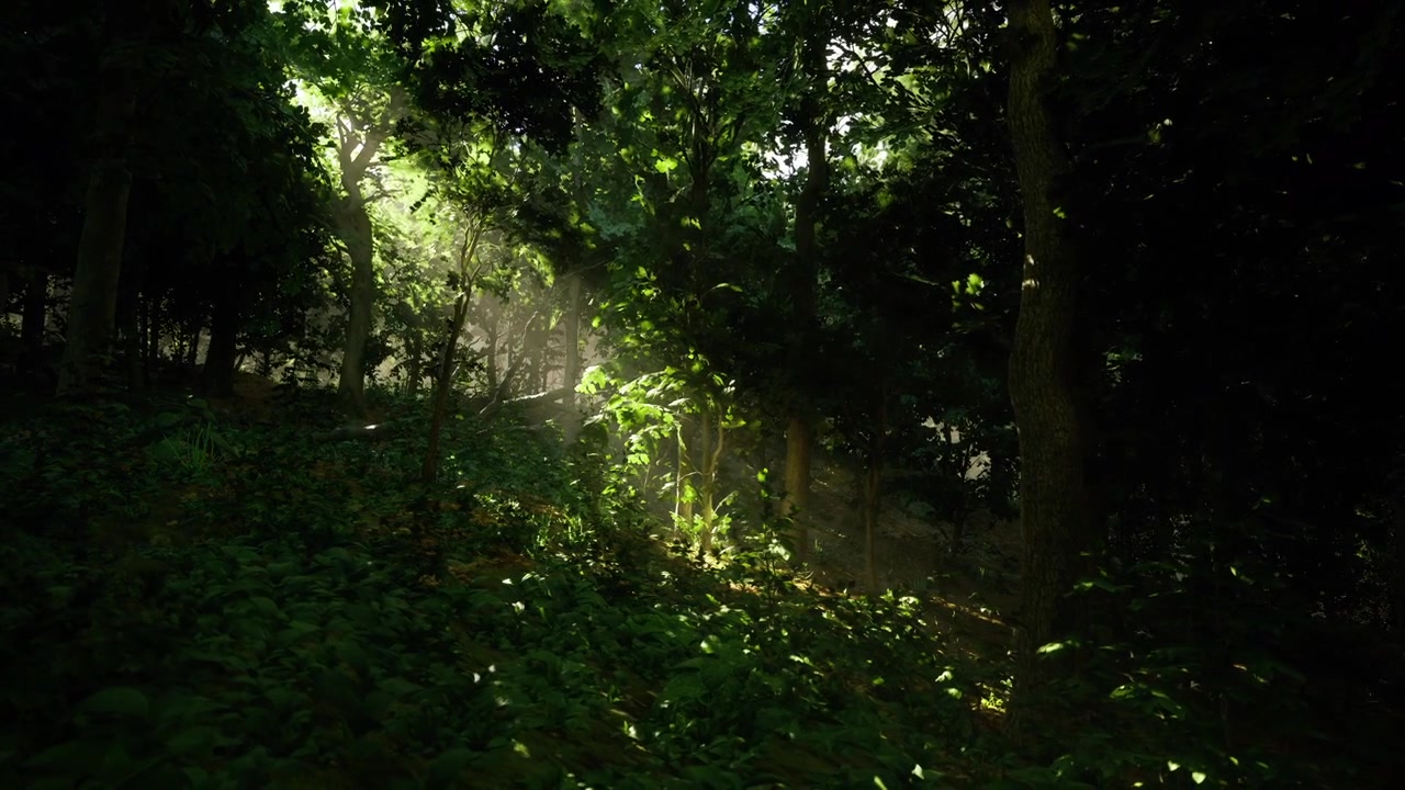 Mattina presto in un bosco polacco con foglie scintillanti e uno scenario incontaminato.