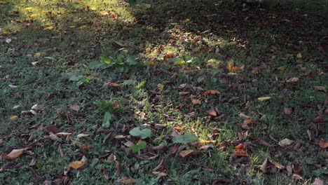 leaves fell of the tree, laying on ground, autumn time