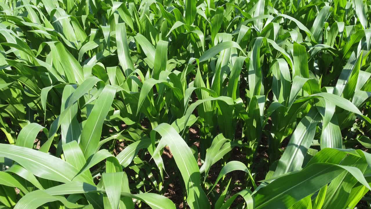 A view of corn leaves blowing in the wind