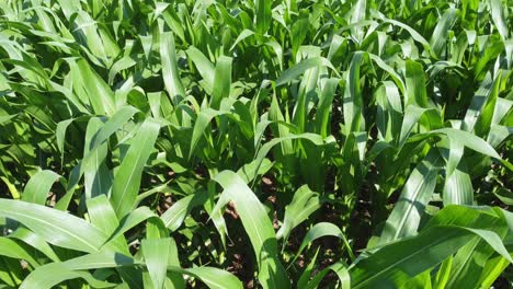 A-view-of-corn-leaves-blowing-in-the-wind