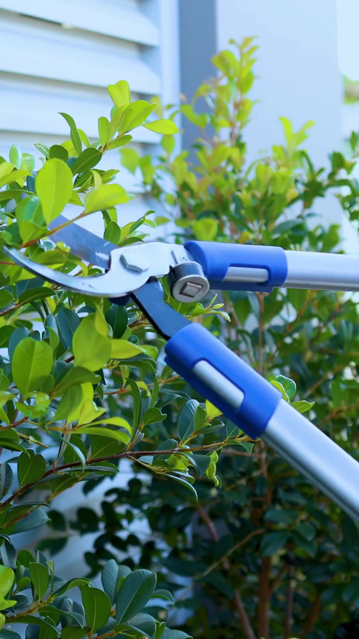 A pair of blue-handled pruning shears trims a leafy green bush in a bright outdoor garden, with steady camera framing and natural daylight