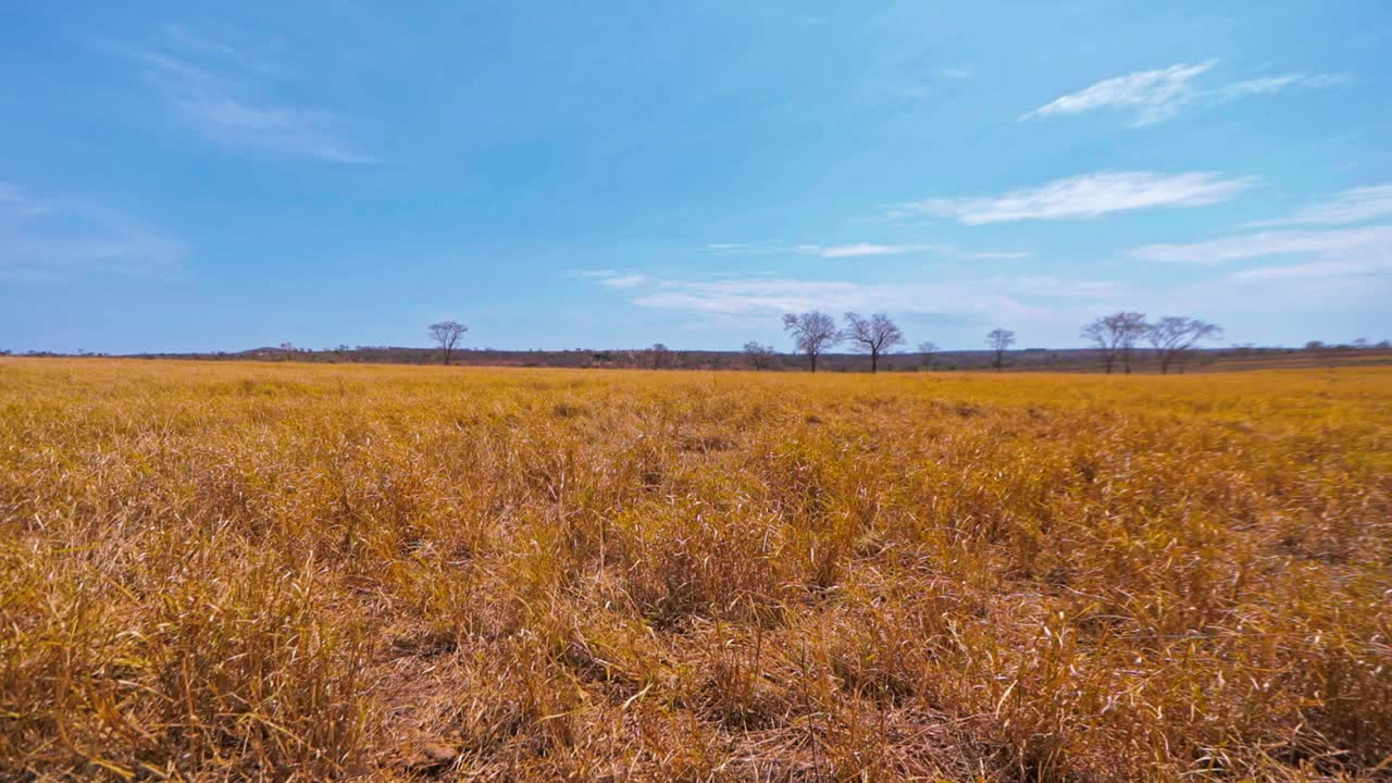 plano general de hierba seca en tierras agrícolas con árboles, tiro panorámico