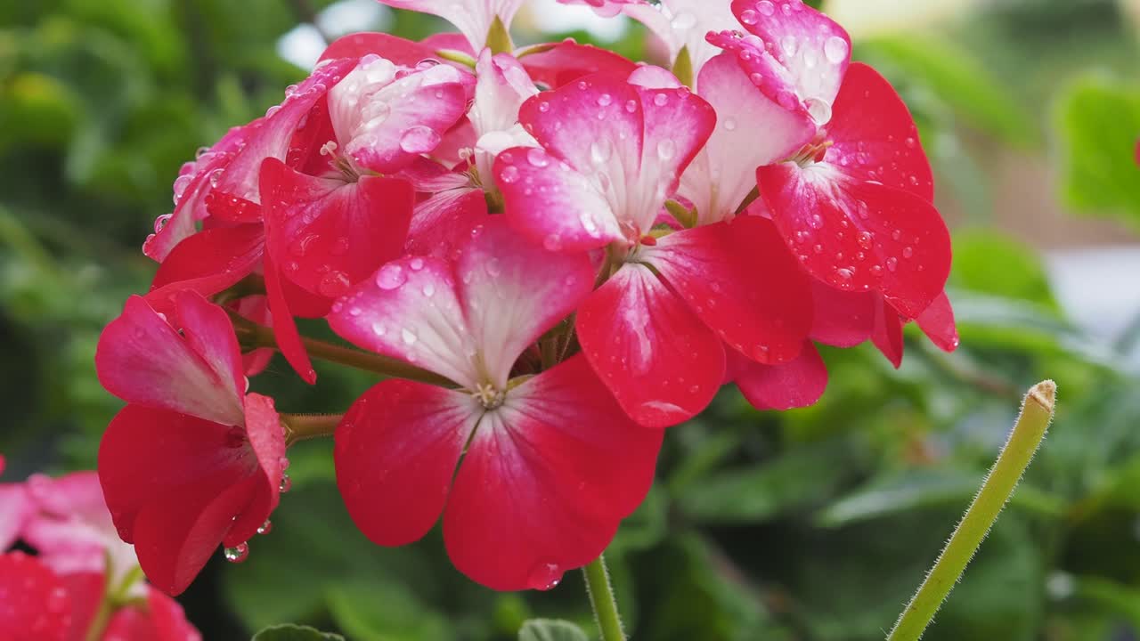 nært opp av pelargonium blomster med vanndråper på kronblad og blomst