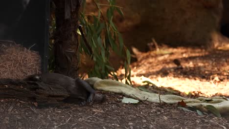 otter moving around in a zoo habitat