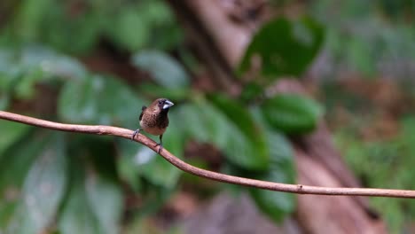 Looking-around-quickly-checking-out-its-surroundings-while-perched-on-a-small-vine,-Scaly-breasted-Munia-or-Spotted-Munia-Lonchura-punctulata,-Thailand