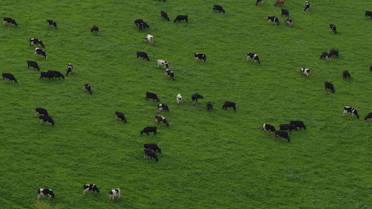 Mucche irlandesi allevate al pascolo nei campi che fanno ciò che sanno fare meglio.