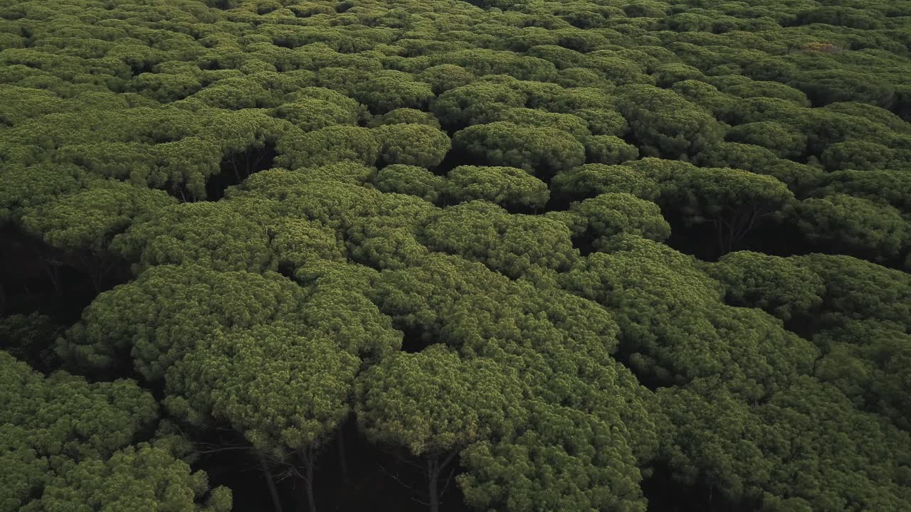 Drone view of the vast expanse of the maritime pines in the eponymous lagoon of Orbetello from Monte Argentario, near Tuscany, Italy