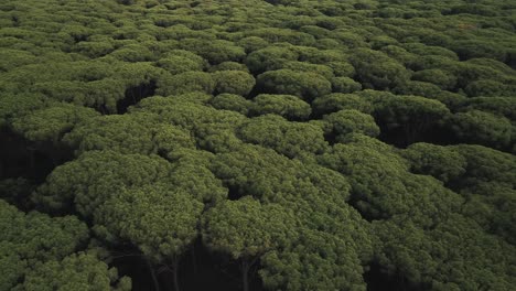 drone view of the vast expanse of the maritime pines in the eponymous lagoon of orbetello from monte argentario, near tuscany, italy