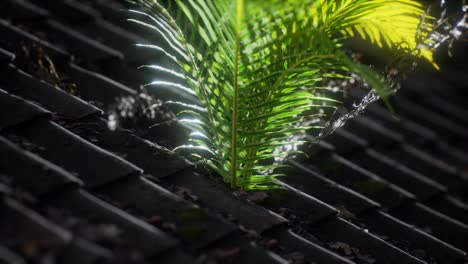 moss and fern on old roof