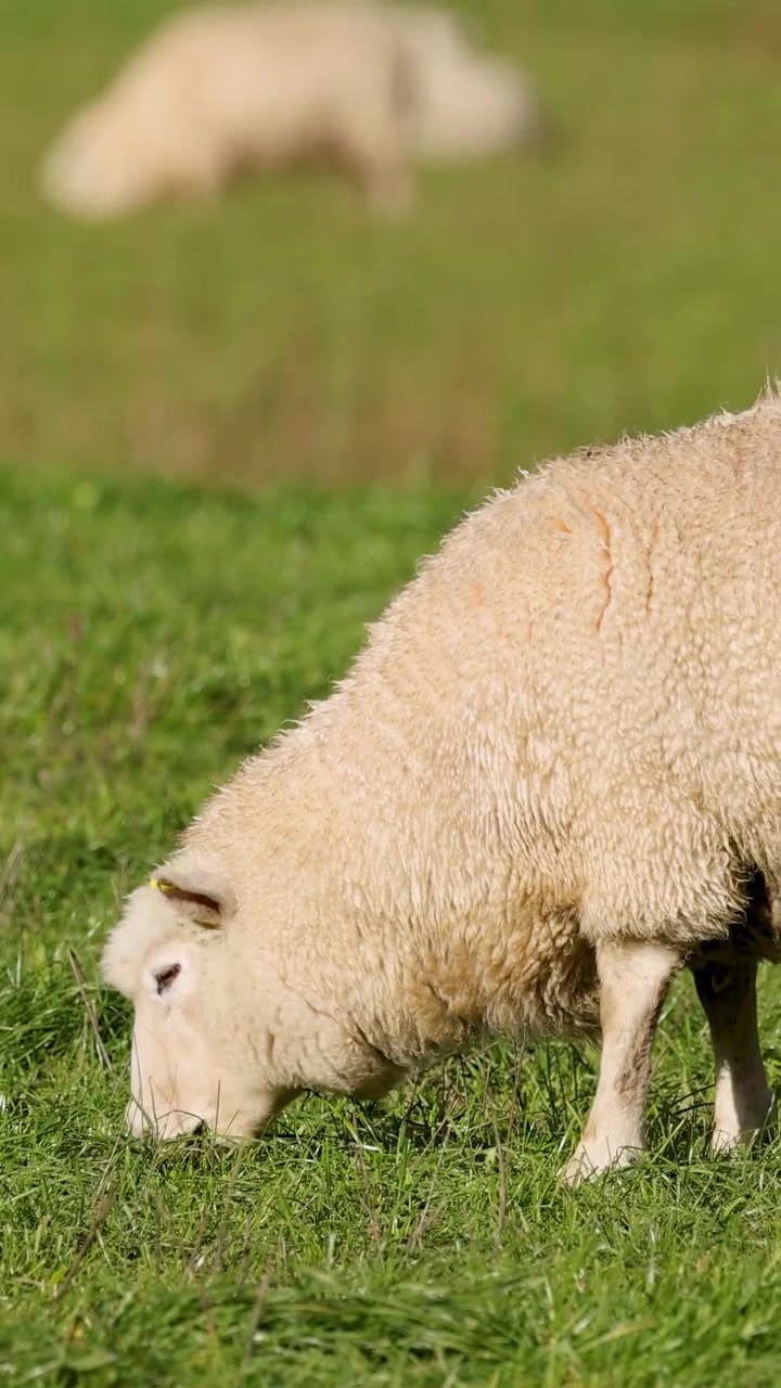 Una pecora pascola pacificamente in un campo verde vibrante sotto la luce naturale del giorno, creando una scena serena e pastorale.