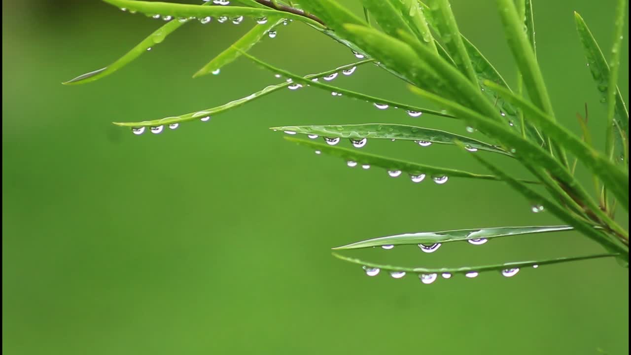 초록색 잎에 이슬방울이 떨어집니다.