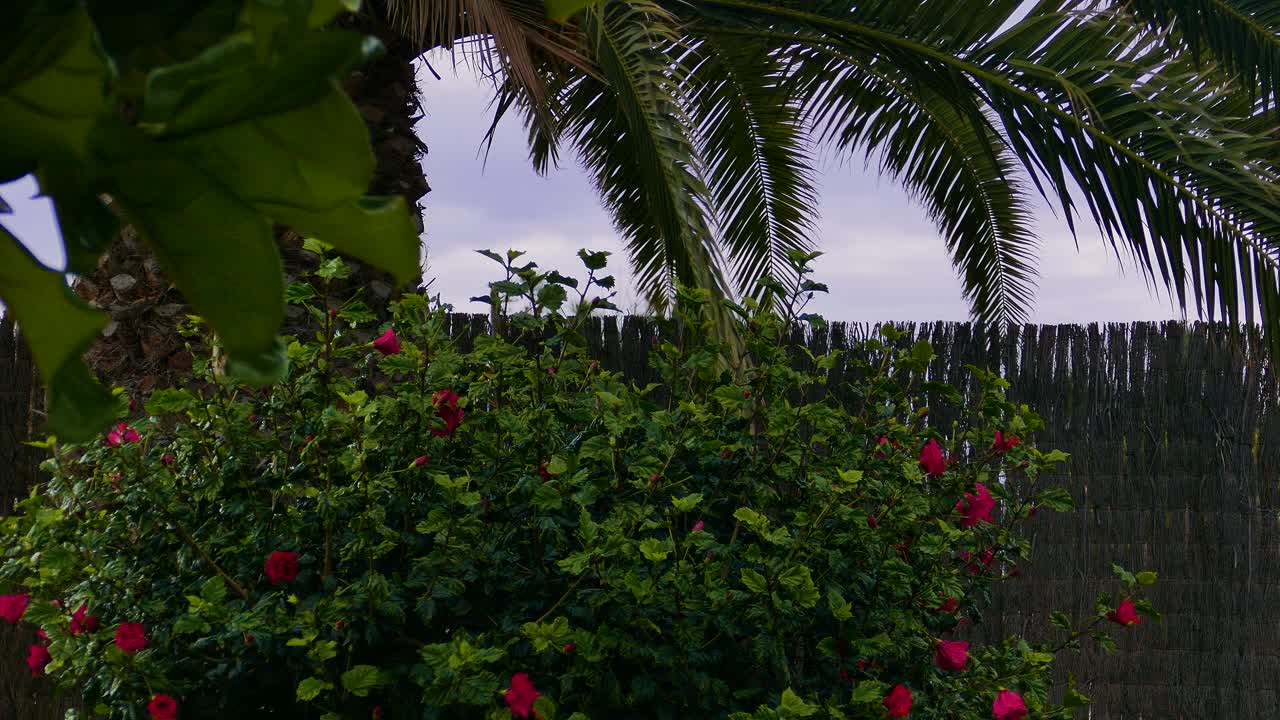 Flowering bush with reddish flowers in a tropical garden setting and palm leaves in the background.