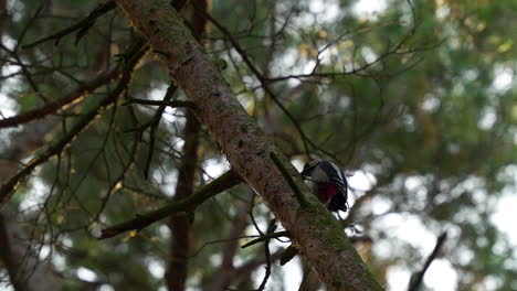 Specht-Pickt-Auf-Einem-Ast-In-Einem-Dichten-Wald