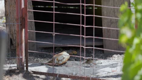 Sparrows-Vying-for-a-Piece-of-Bread---Close-Up