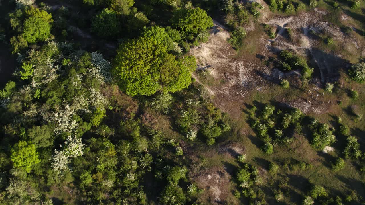 vuelo de drones sobre dunas costeras y vegetación de oostvoorne, holanda del sur