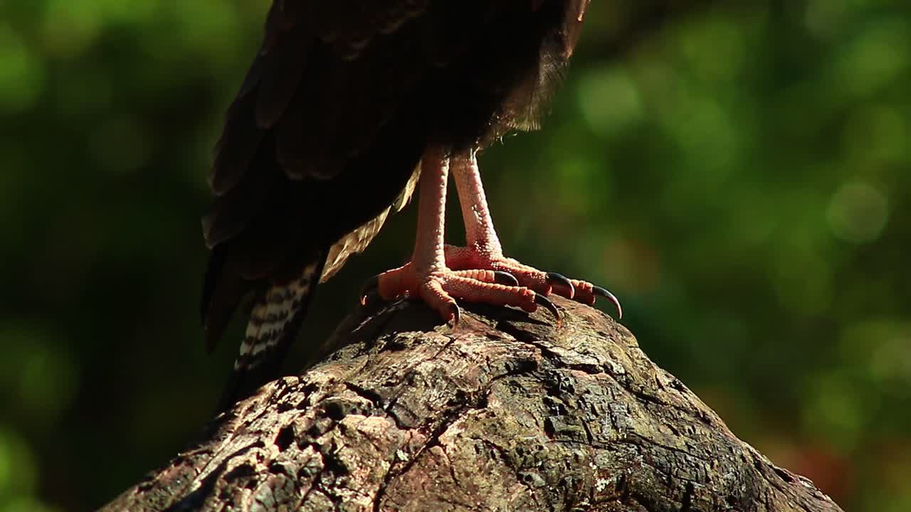 Sharp claws of Crested caracara in closeup, predatory bird
