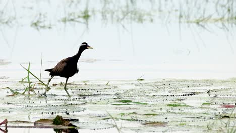 Graznando-Y-Batiendo-Sus-Alas,-Una-Jacana-Metopidius-Indicus-De-Alas-De-Bronce-Camina-Sobre-Los-Nenúfares-Al-Lado-Derecho-Del-Marco-En-El-área-Protegida-De-Pakphli,-En-La-Provincia-De-Nakhon-Nayok,-Tailandia