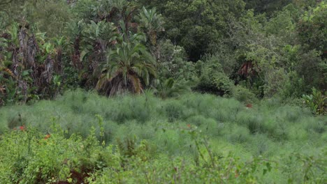 Shot-of-a-dense-jungle-with-palm-trees