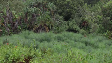 toma de una densa jungla con palmeras