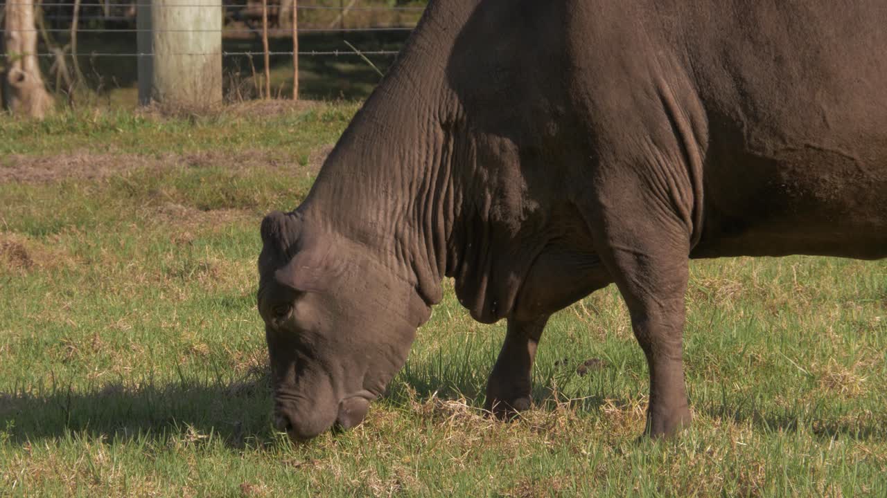 vaca doméstica pastando en la hierba verde en el prado en queensland, australia